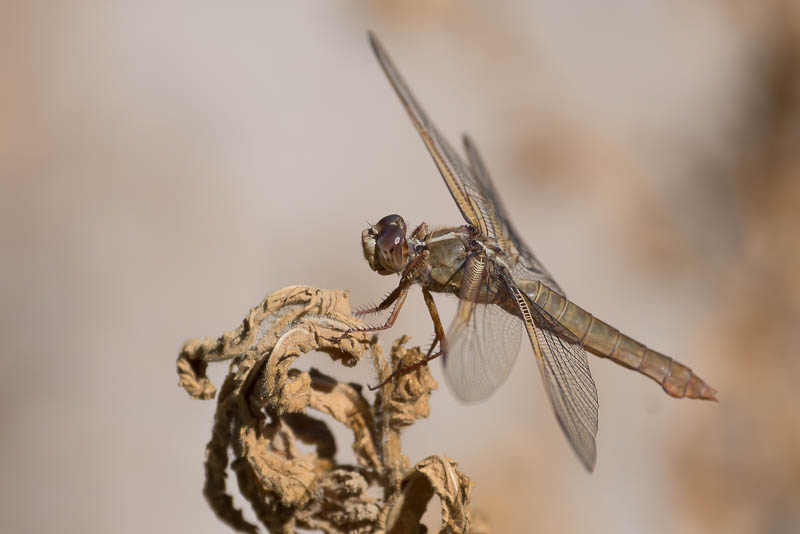 Flame Skimmer